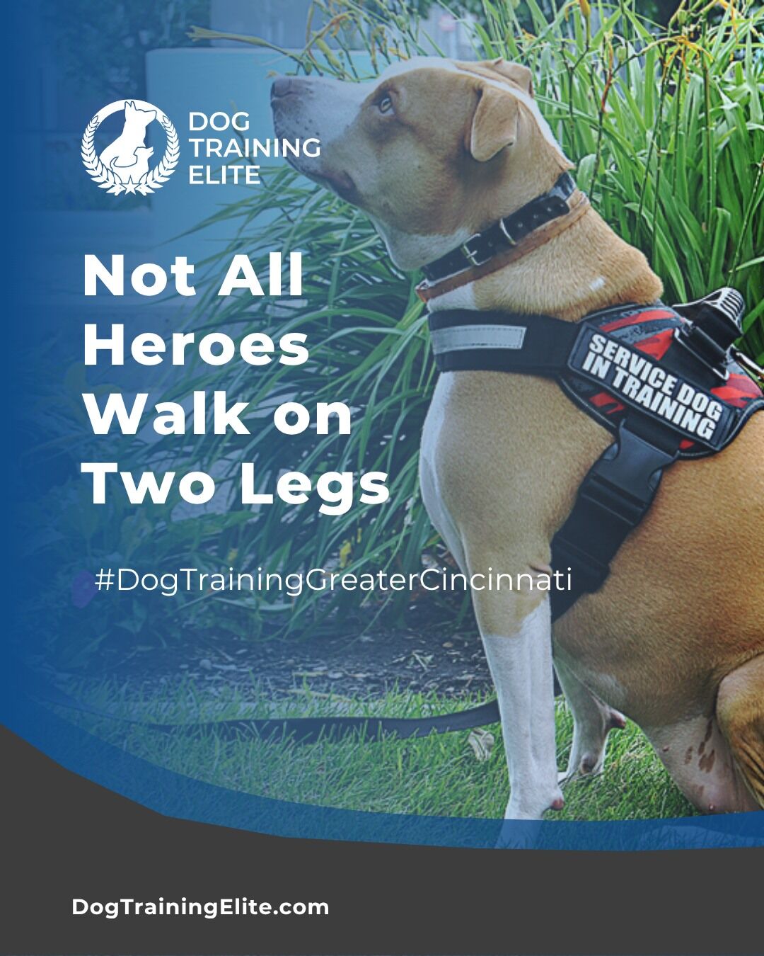 Affordable Dog Training near Me