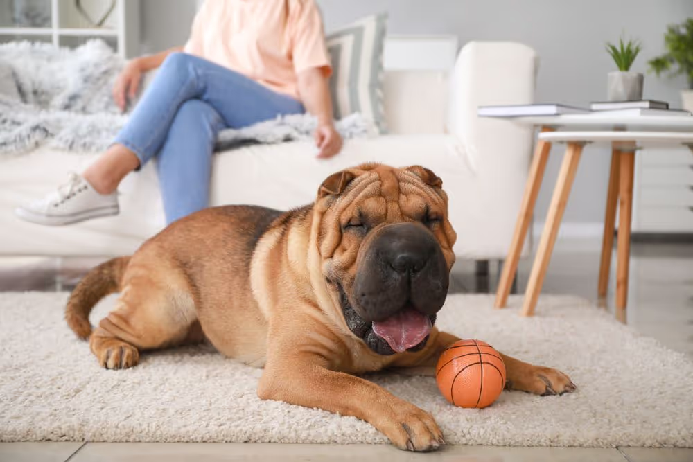 Are Shar Pei Dogs Hypoallergenic