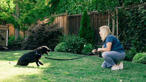 Behavioral Dog Training near Me