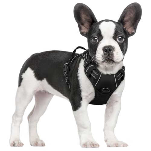 Best Dog Harness for Dachshunds