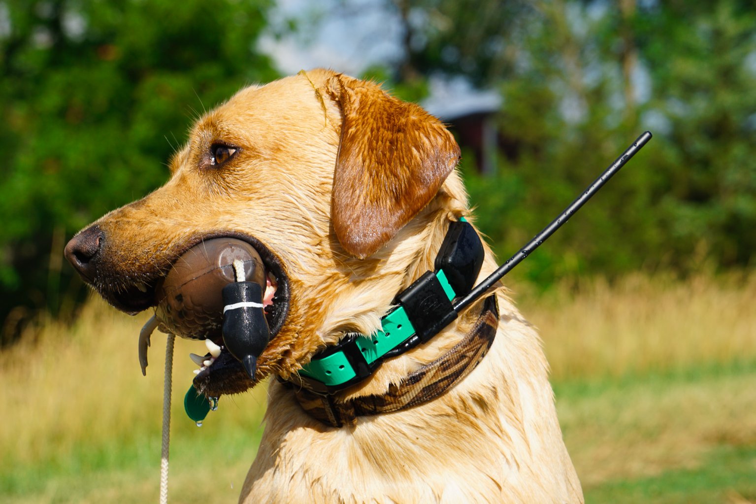 Best Training Collar for Dogs