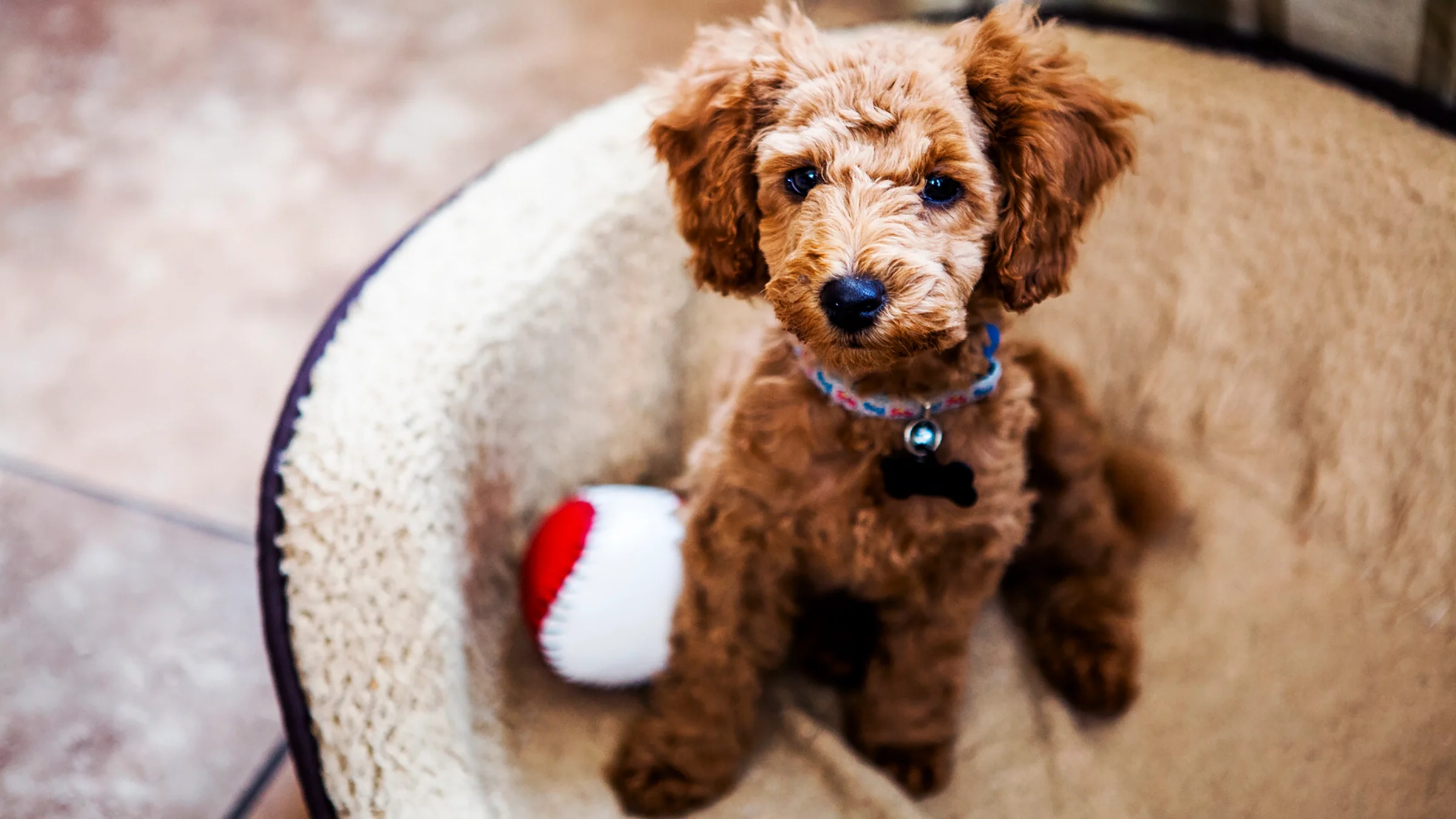 Can You Get Allergies from Hypoallergenic Dogs