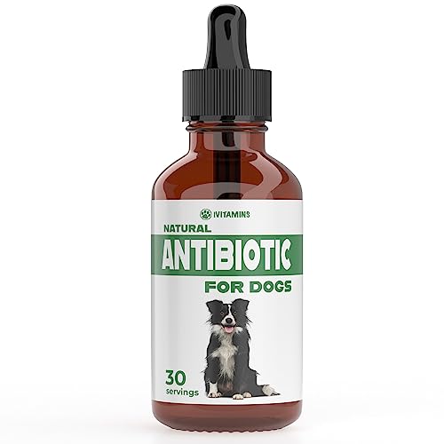 Cheapest Vet to Put Dog down