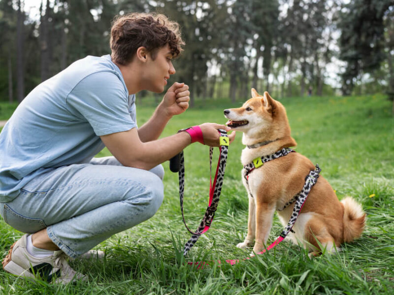 Do All Dogs Need Obedience Training
