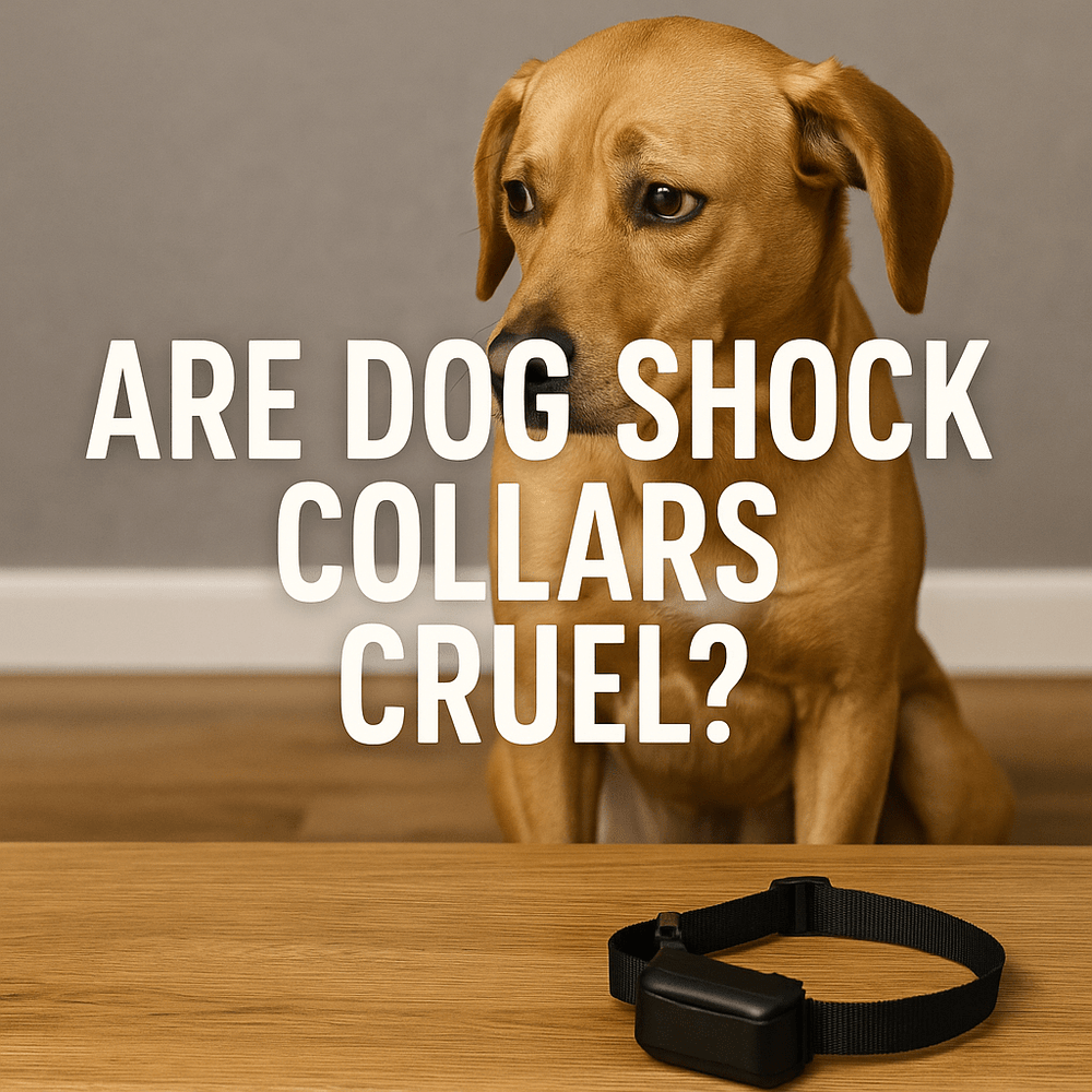 Do Dog Shock Collars Hurt
