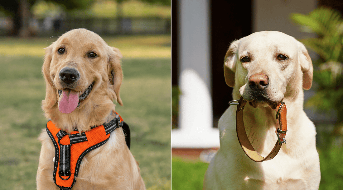 Do Dogs Like Wearing Collars