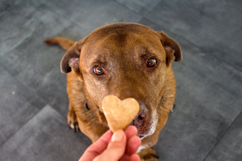 Do Dogs Need to Snack
