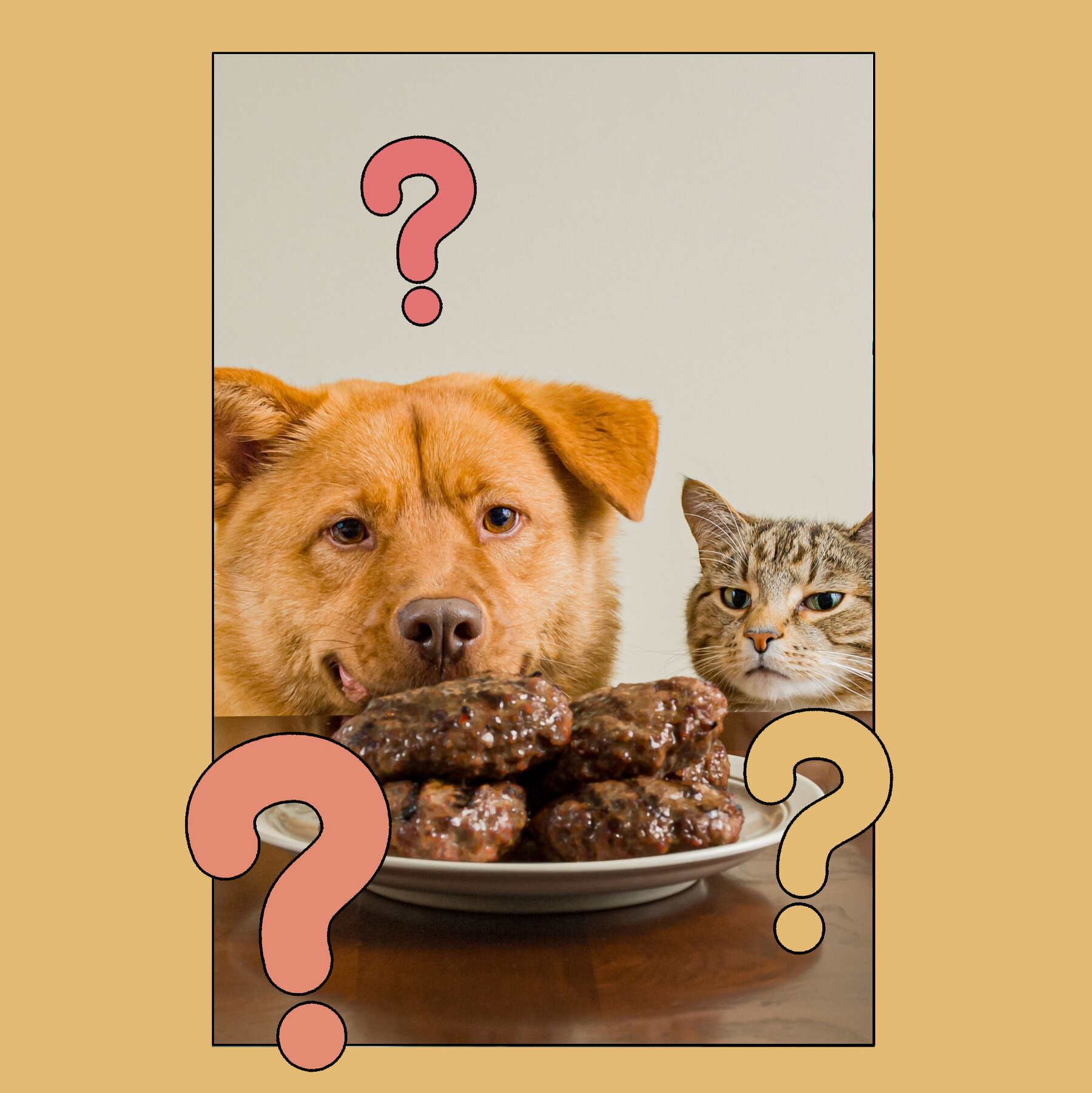 Do Humans And Pet Dogs Cats Have Similar Nutritional Requirements