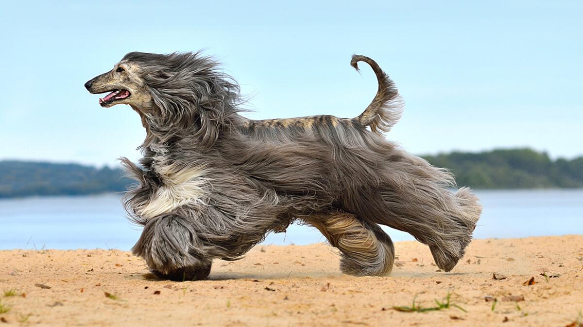 Do Hypoallergenic Dogs Still Shed