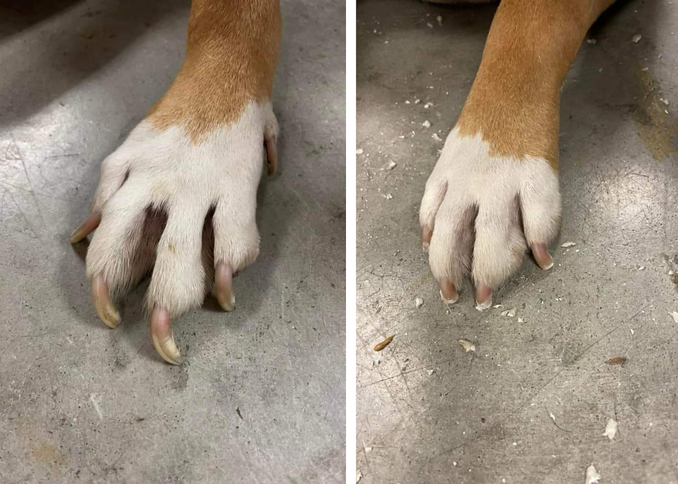 Do Vets Cut Dog'S Nails