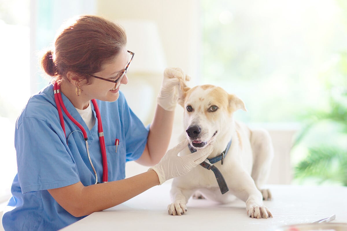 How Do Vets Test for Allergies in Dogs