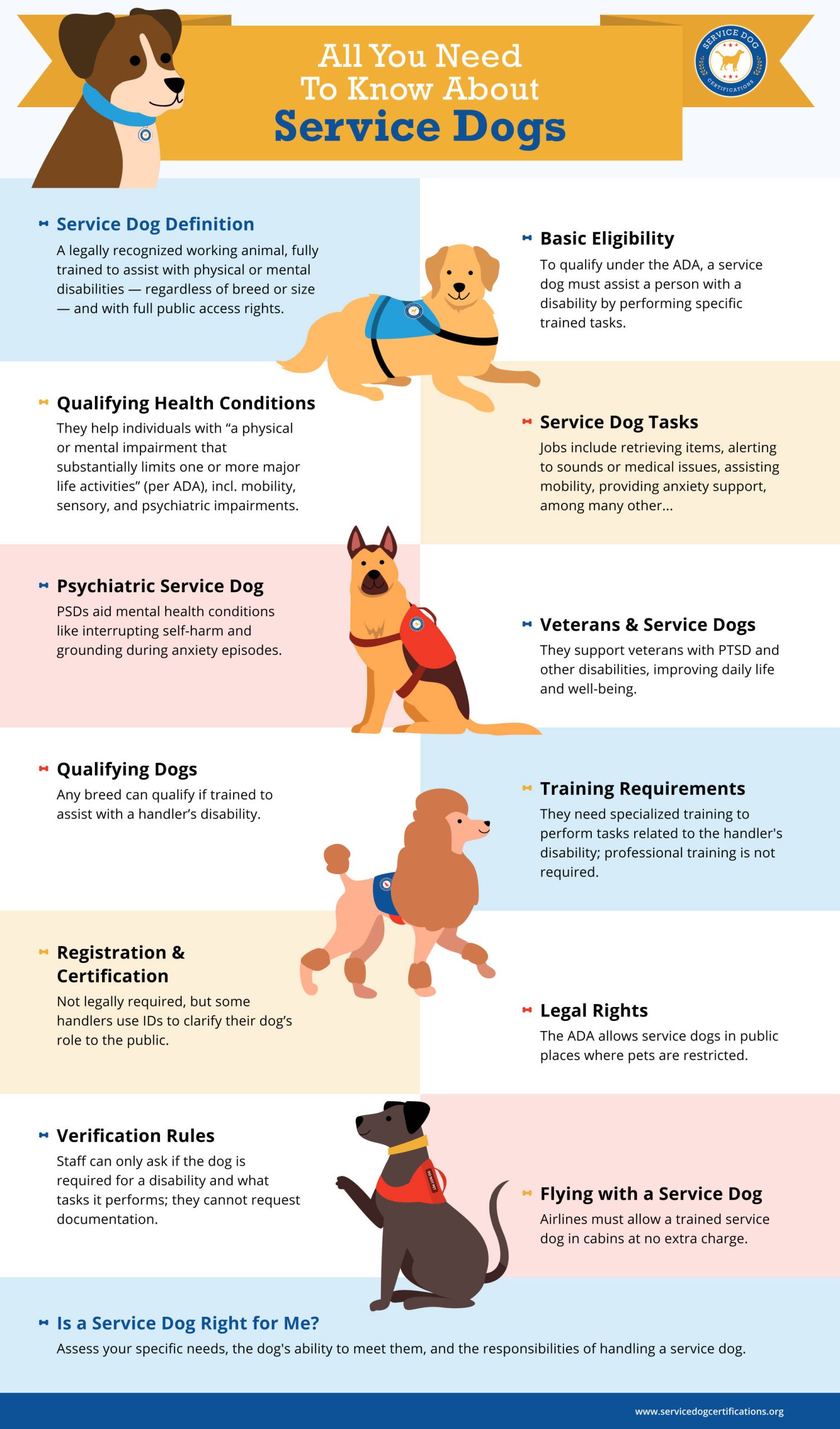 How Do You Know If Your Dog Has Special Needs