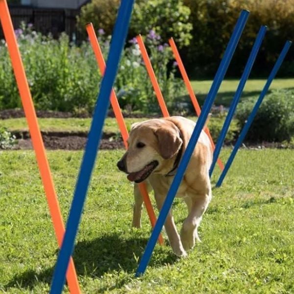How Do You Make Dog Agility Equipment