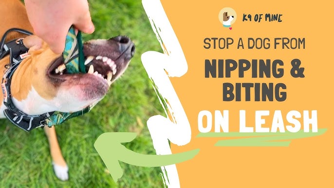 How Do You Stop a Dog from Biting While Playing