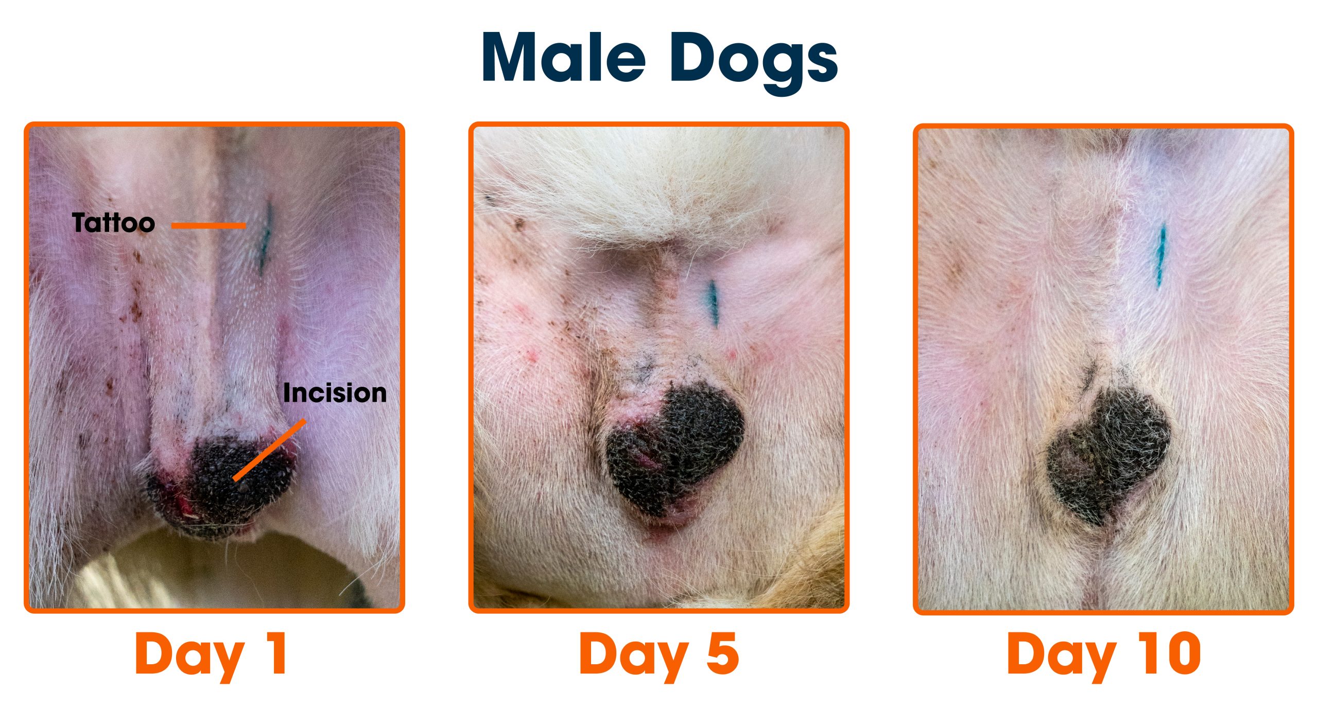 How Long After Neutering Can I Bathe My Dog