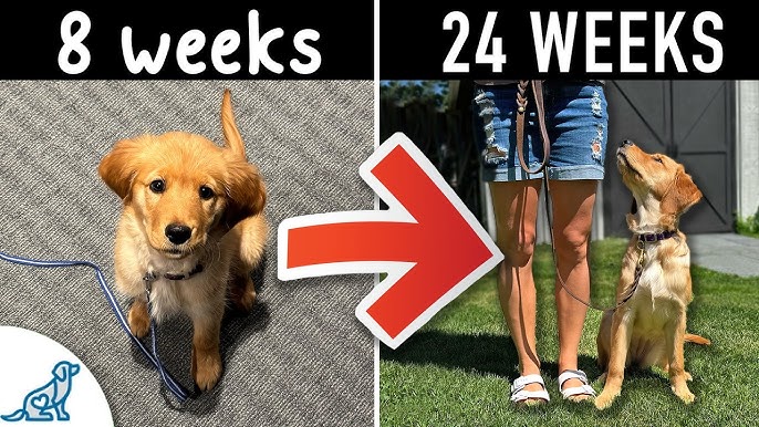 How Long Does Dog Obedience Training Take