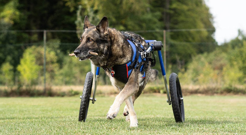 How Long is Dog Acl Recovery
