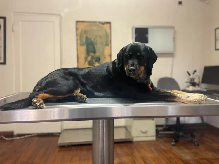 How Long is Dog Acl Tta Surgery Recovery