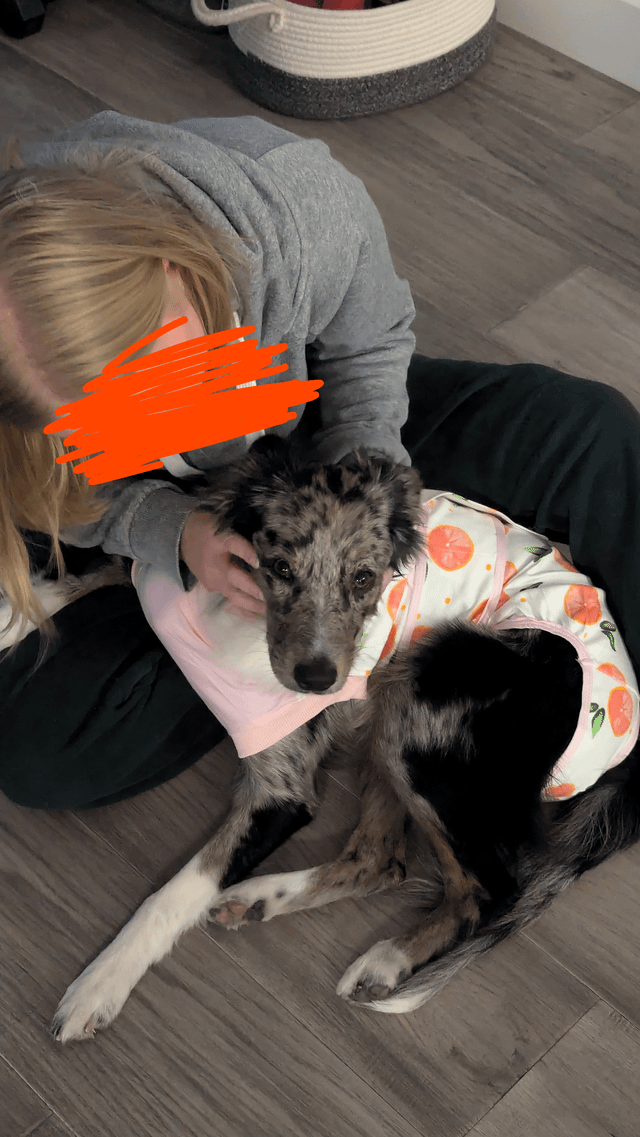 How Long is Recovery for a Dog Spay
