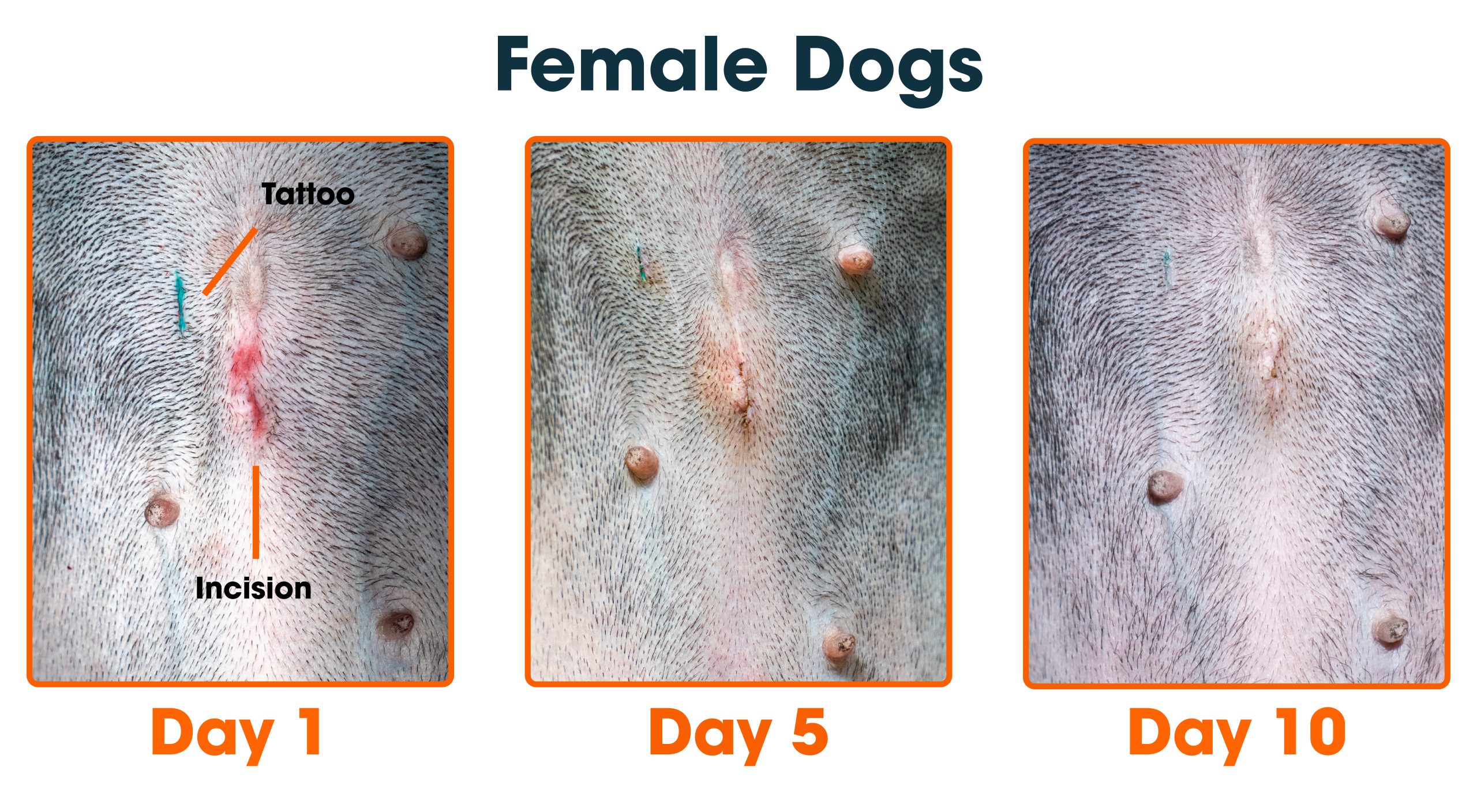 How Long is Spay Recovery Dog