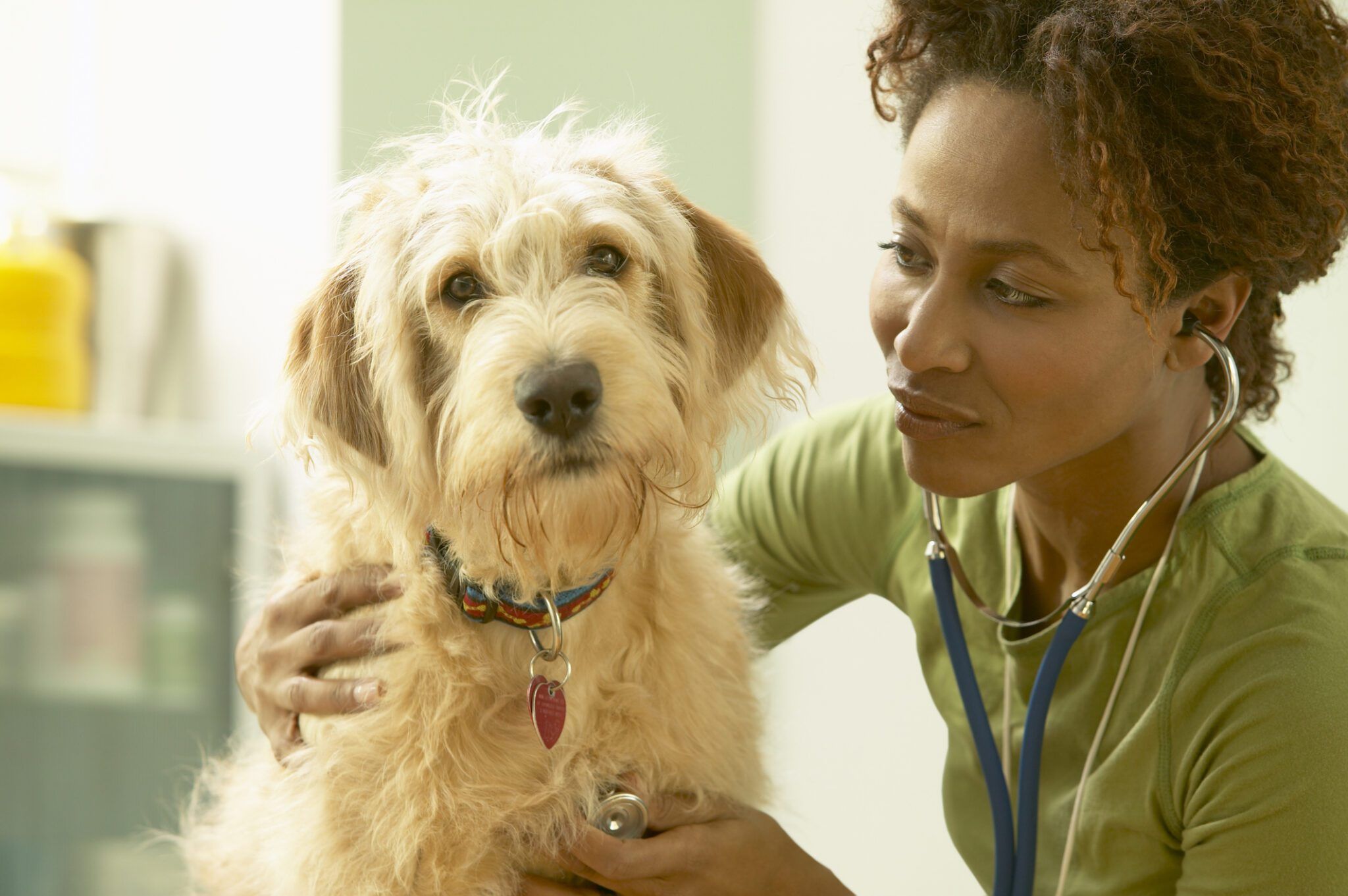How Often Do I Take My Dog to the Vet