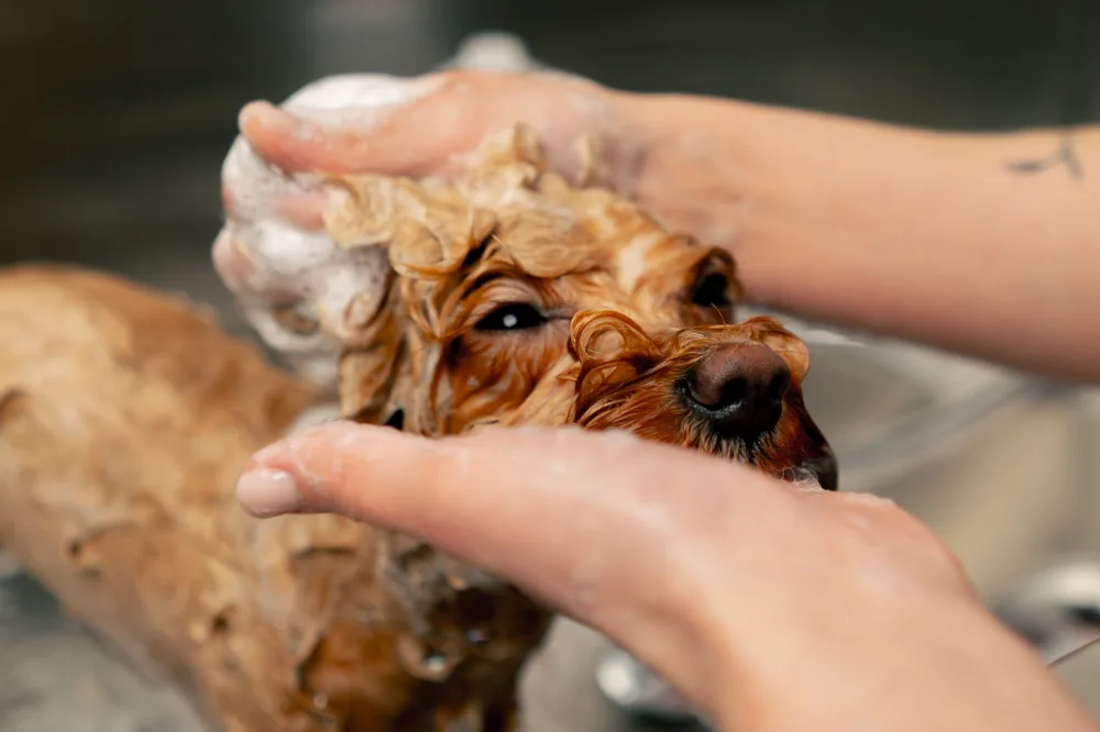 How Often Should You Bathe a Hypoallergenic Dog