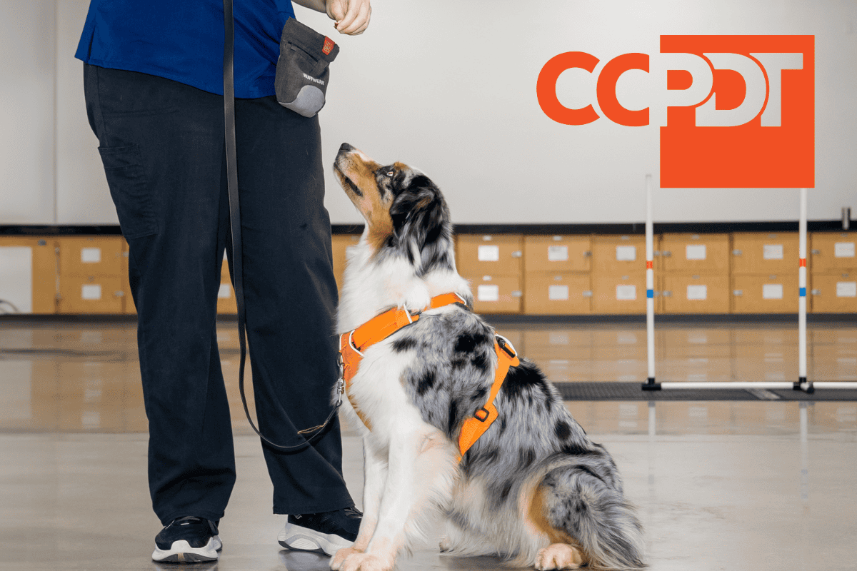 How to Become a Certified Dog Obedience Trainer