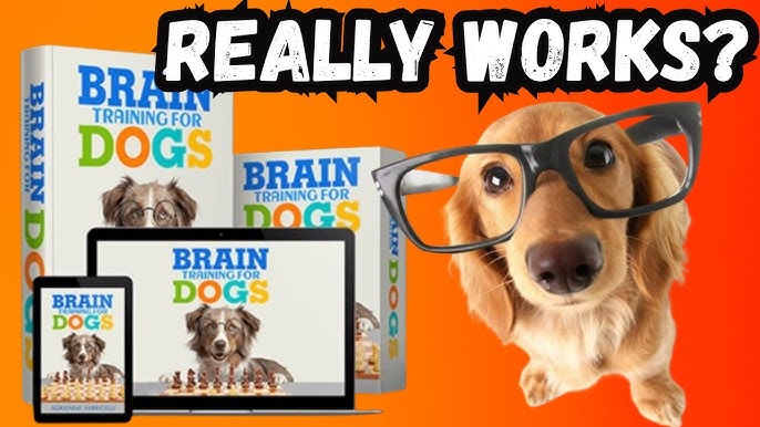 How to Dog Obedience Training at Home