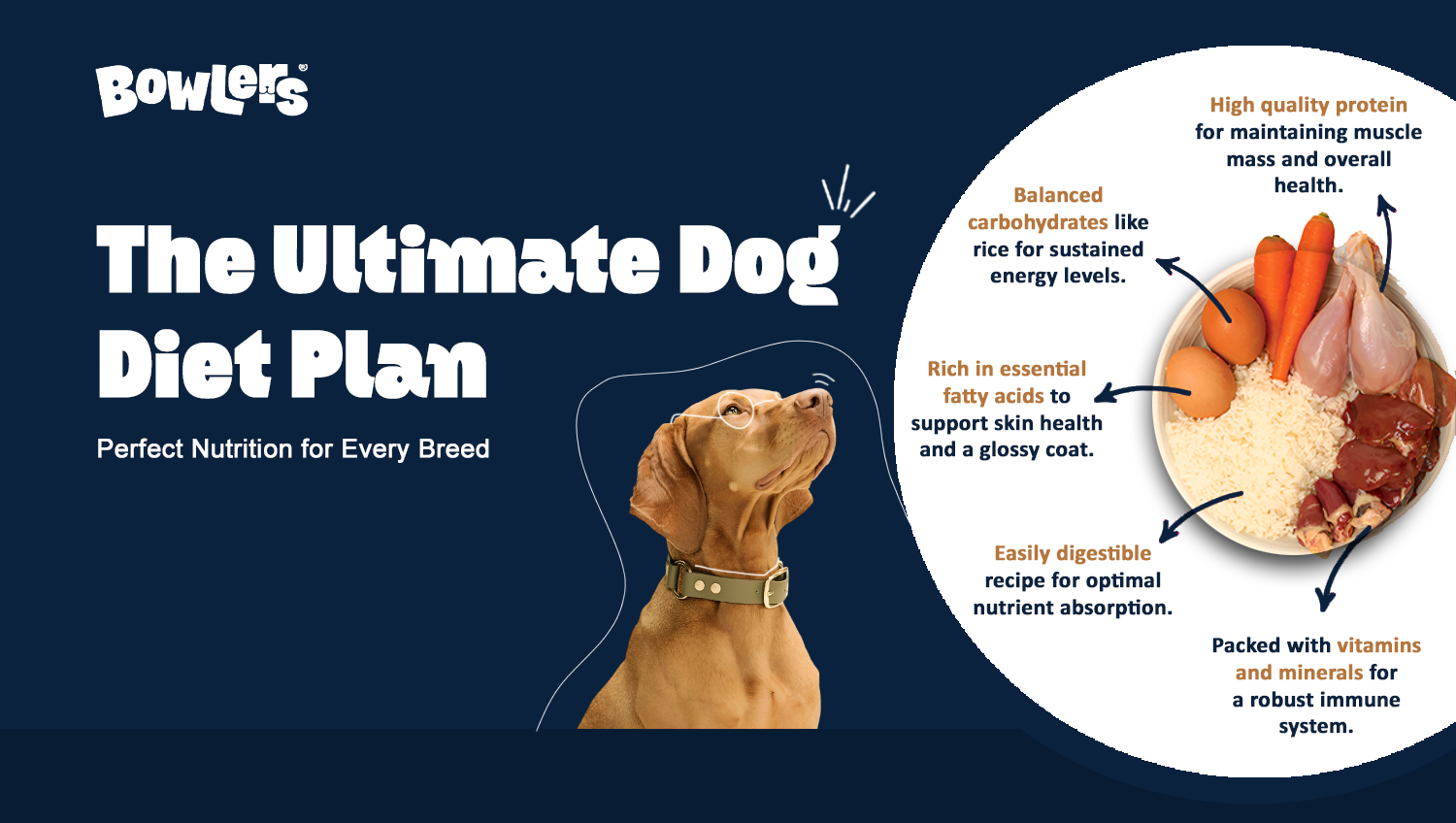 How to Feed Dogs With Special Dietary Needs
