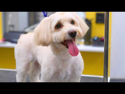 How to Groom a Havanese Dog