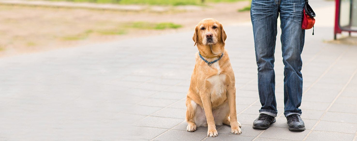 How to Train a Older Dog Obedience