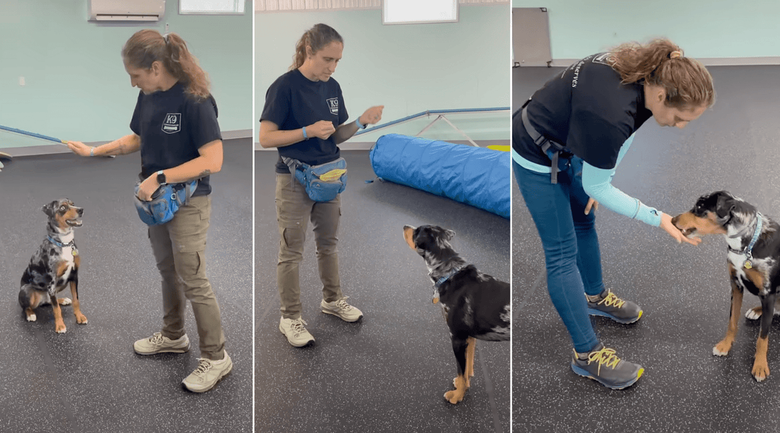 How to Train Obedience to a Dog