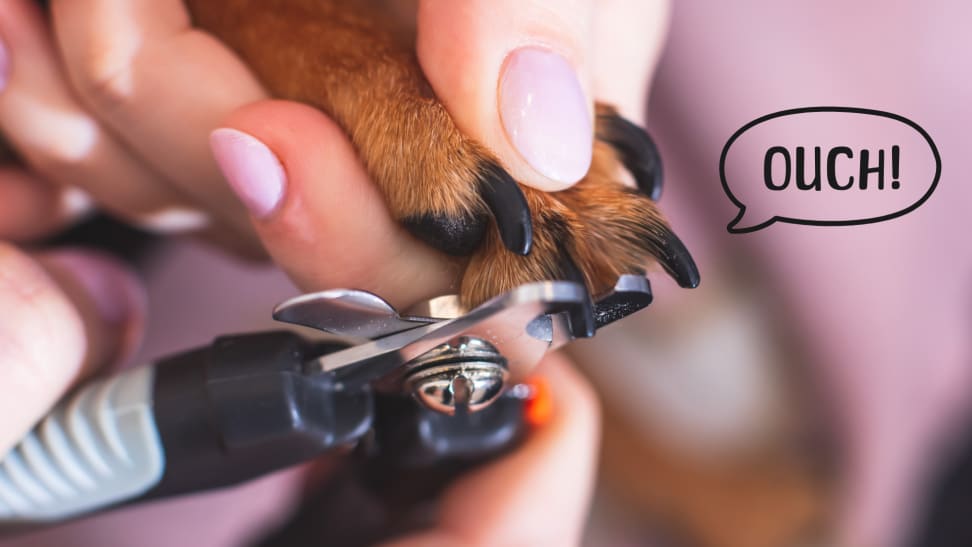 How to Use Galician Style Dog Nail Clippers