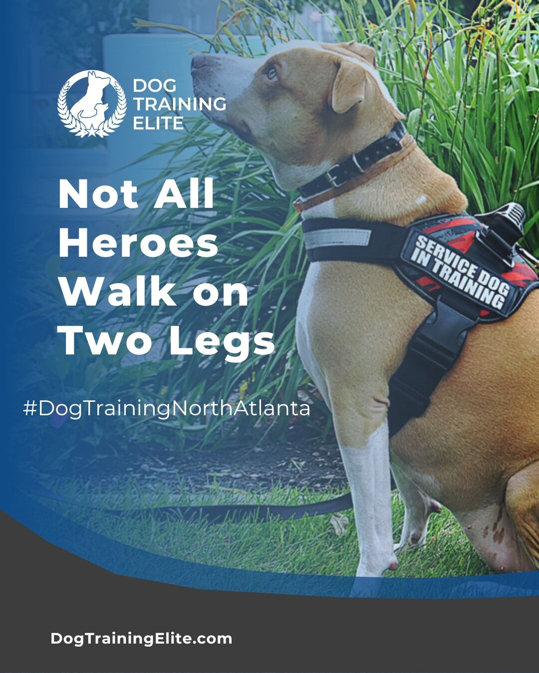 Training Service Dogs near Me