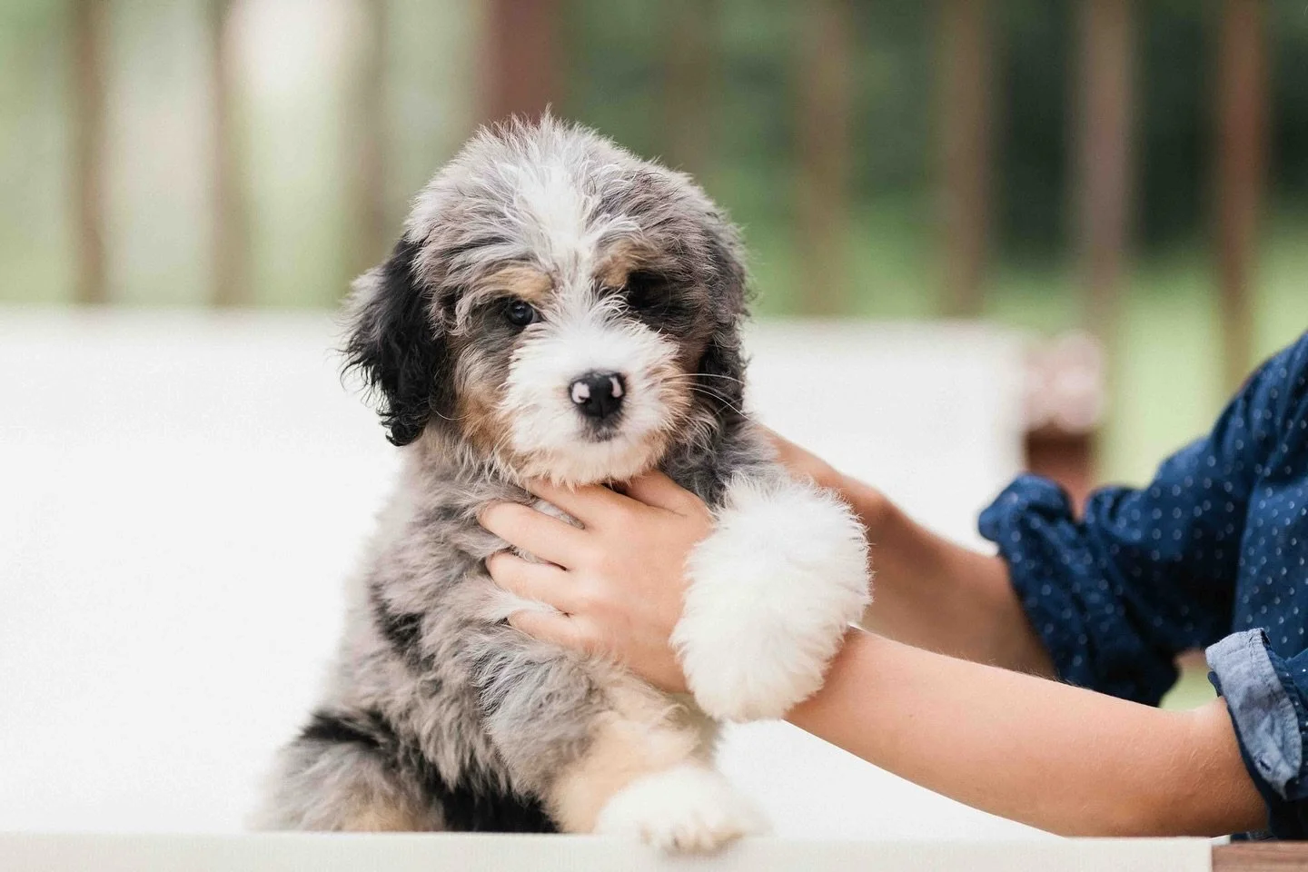 What are the Best Small Hypoallergenic Dogs