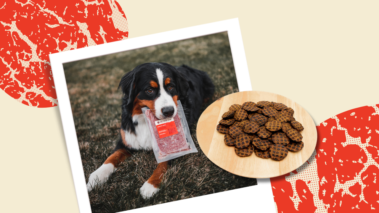 What are the Healthest Dog Snacks