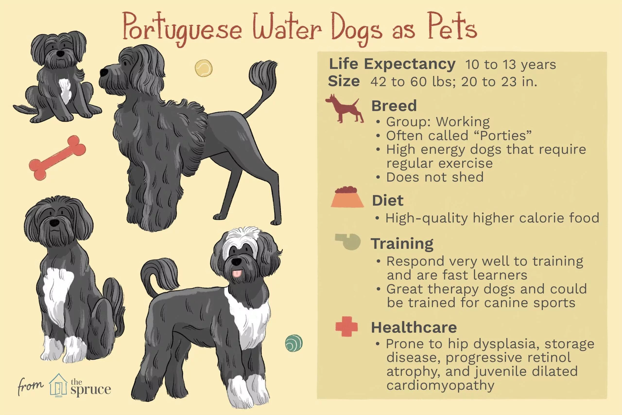 What Does Hypoallergenic Mean for Dogs