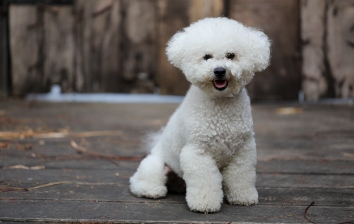 What Dog is the Most Hypoallergenic