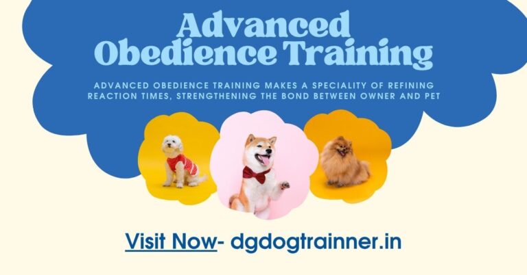 What is Advanced Obedience Training for Dogs