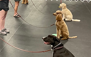What is Advanced Training for Dogs