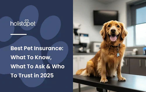 What is Best Dog Insurance