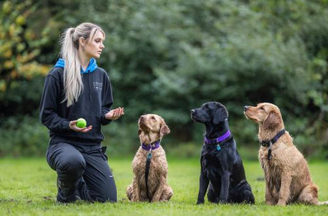 What is the Best Dog Obedience Training