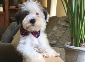 What is the Best Hypoallergenic Emotional Support Dog