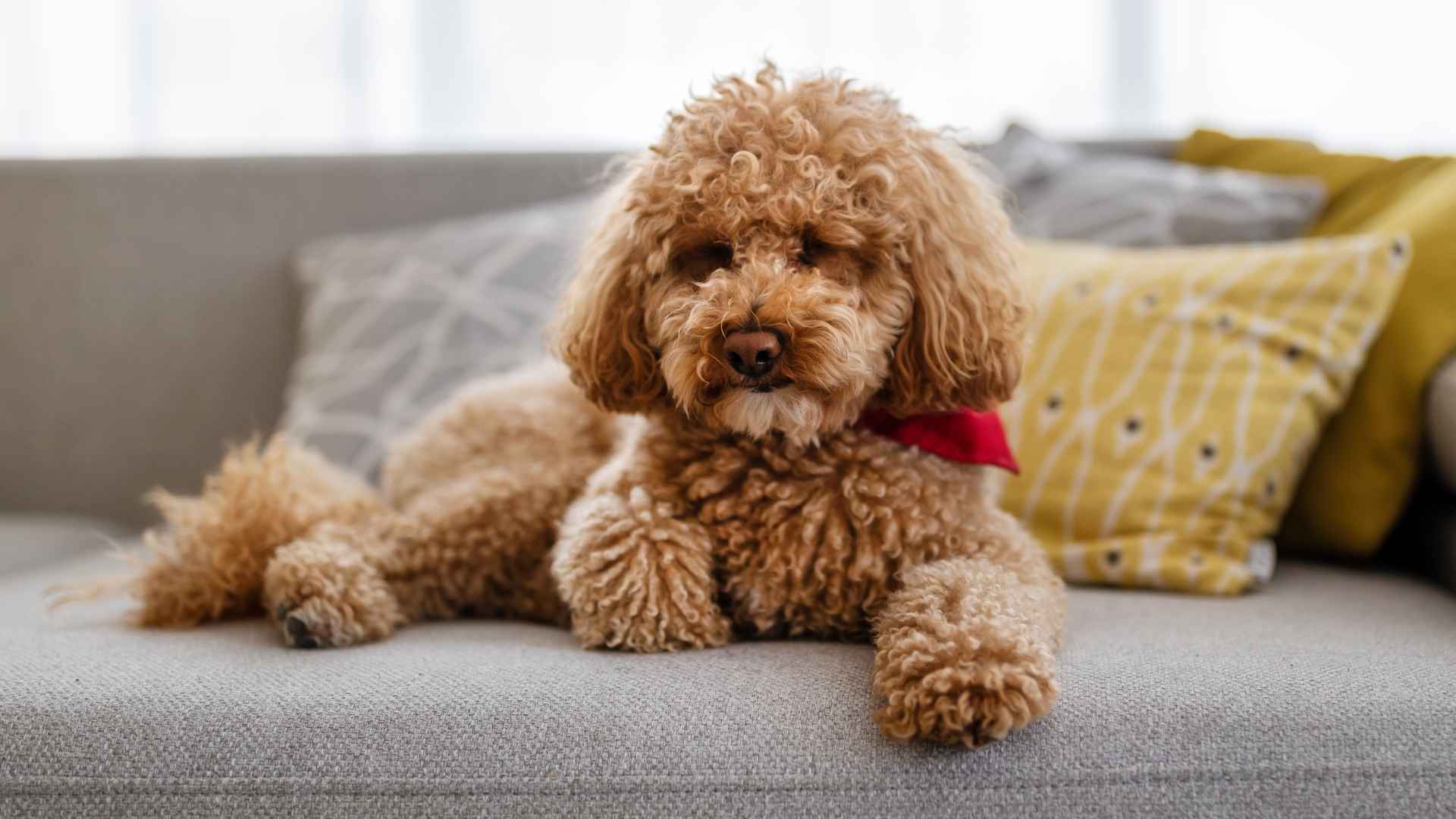 What is the Least Hypoallergenic Dog