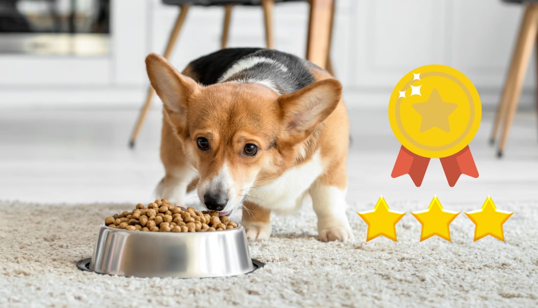 What Type of Dog Food for Corgis