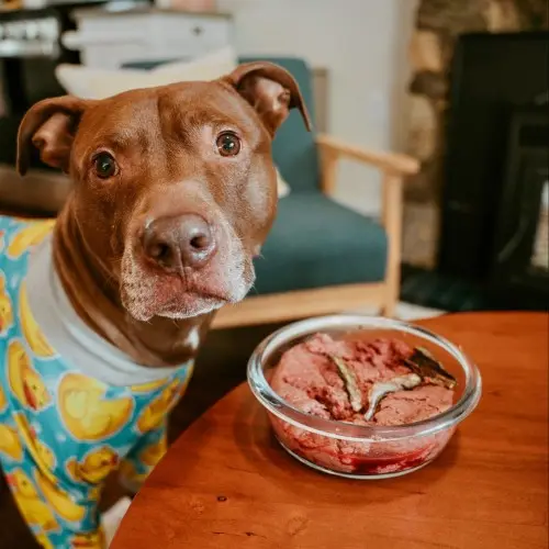 What Type of Dog Food is Best for a Pitbull