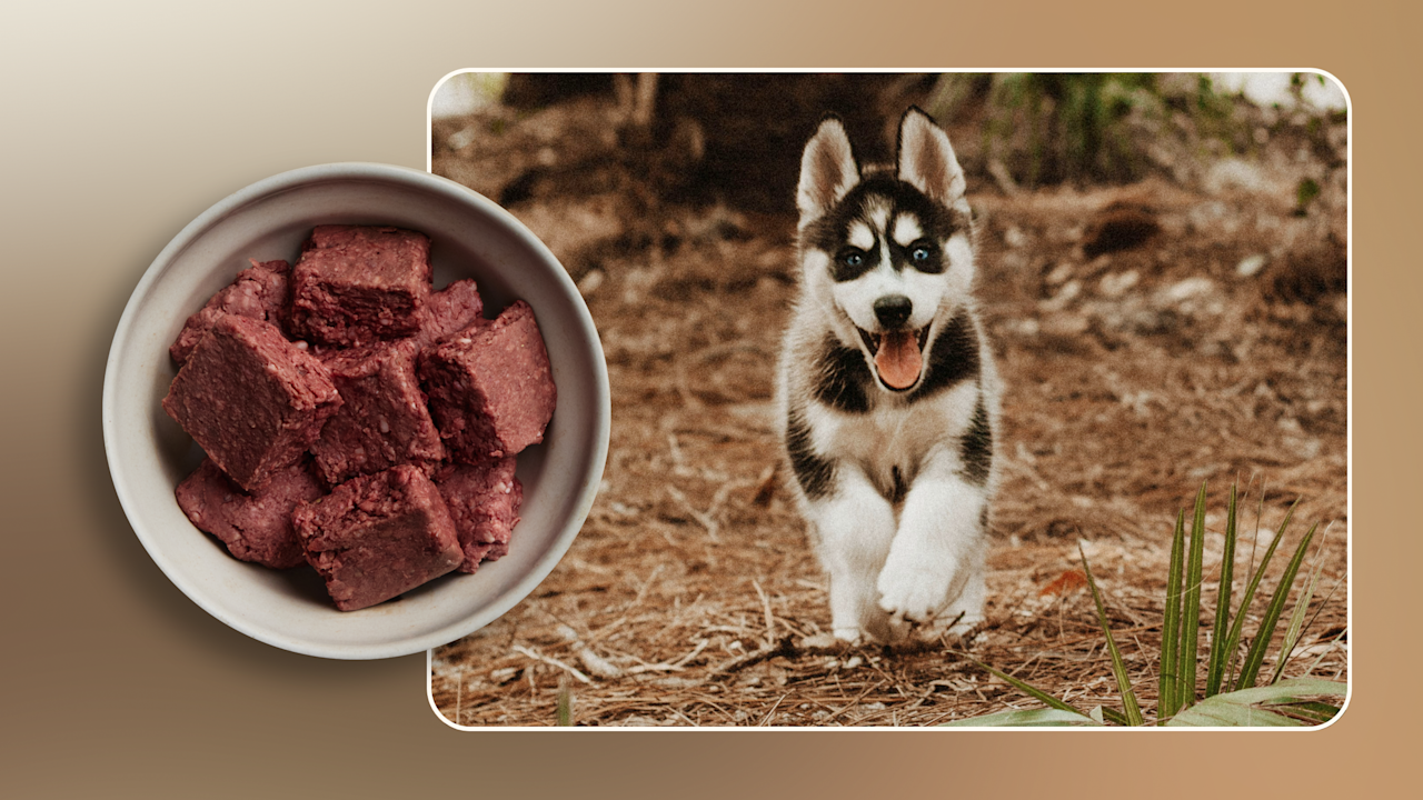 What Type of Food Do Husky Dogs Eat