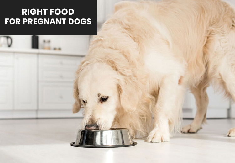 What Type of Food Should a Pregnant Dog Eat