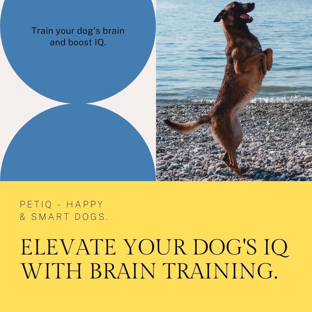 What Would I Learn in an Advanced Dog Training Class