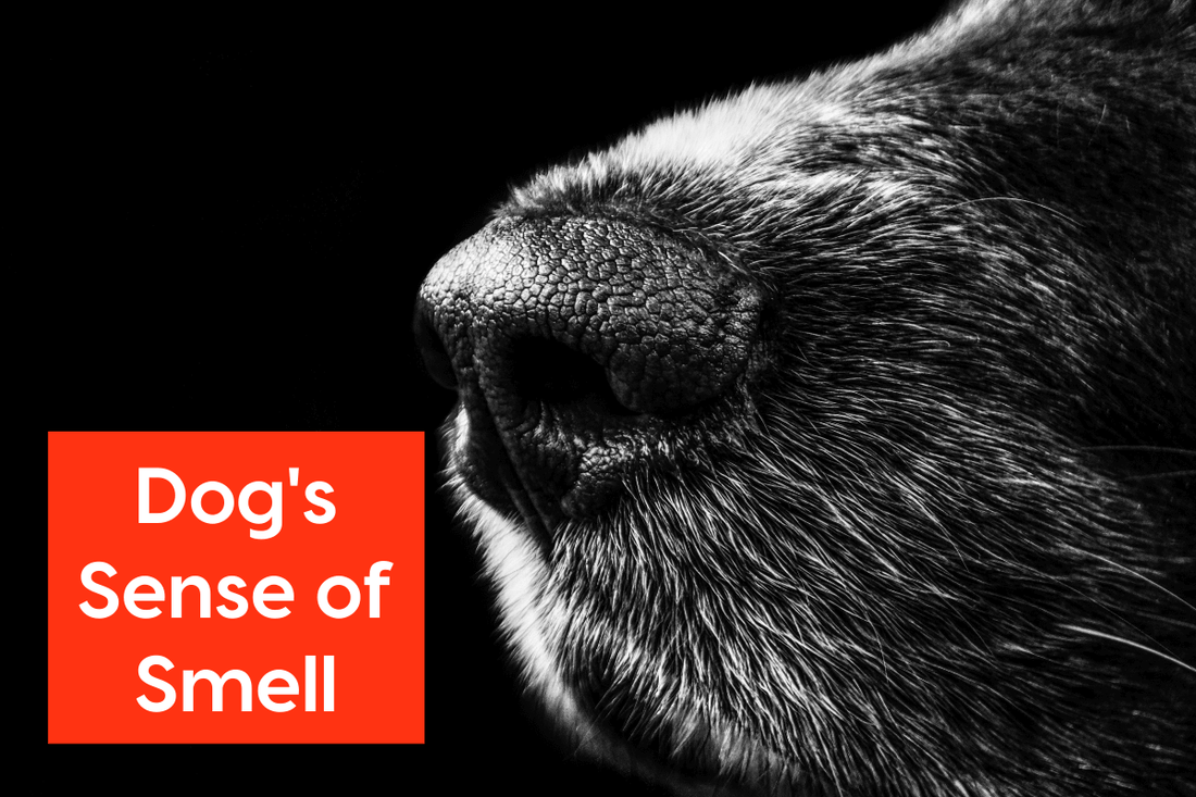 What'S Special About a Dog'S Sense of Smell